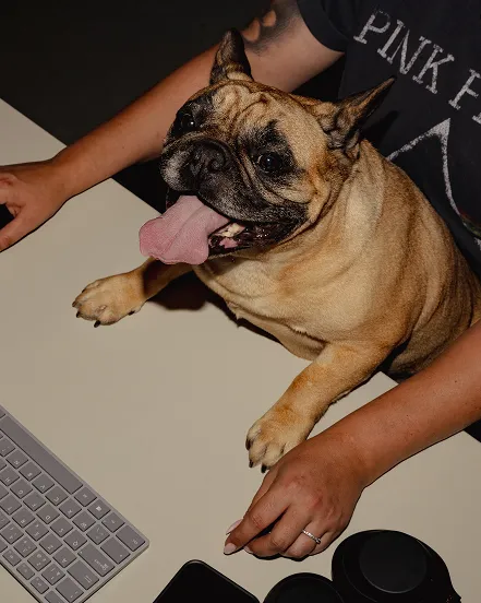 Ook Dorito zet zijn beste pootje voor