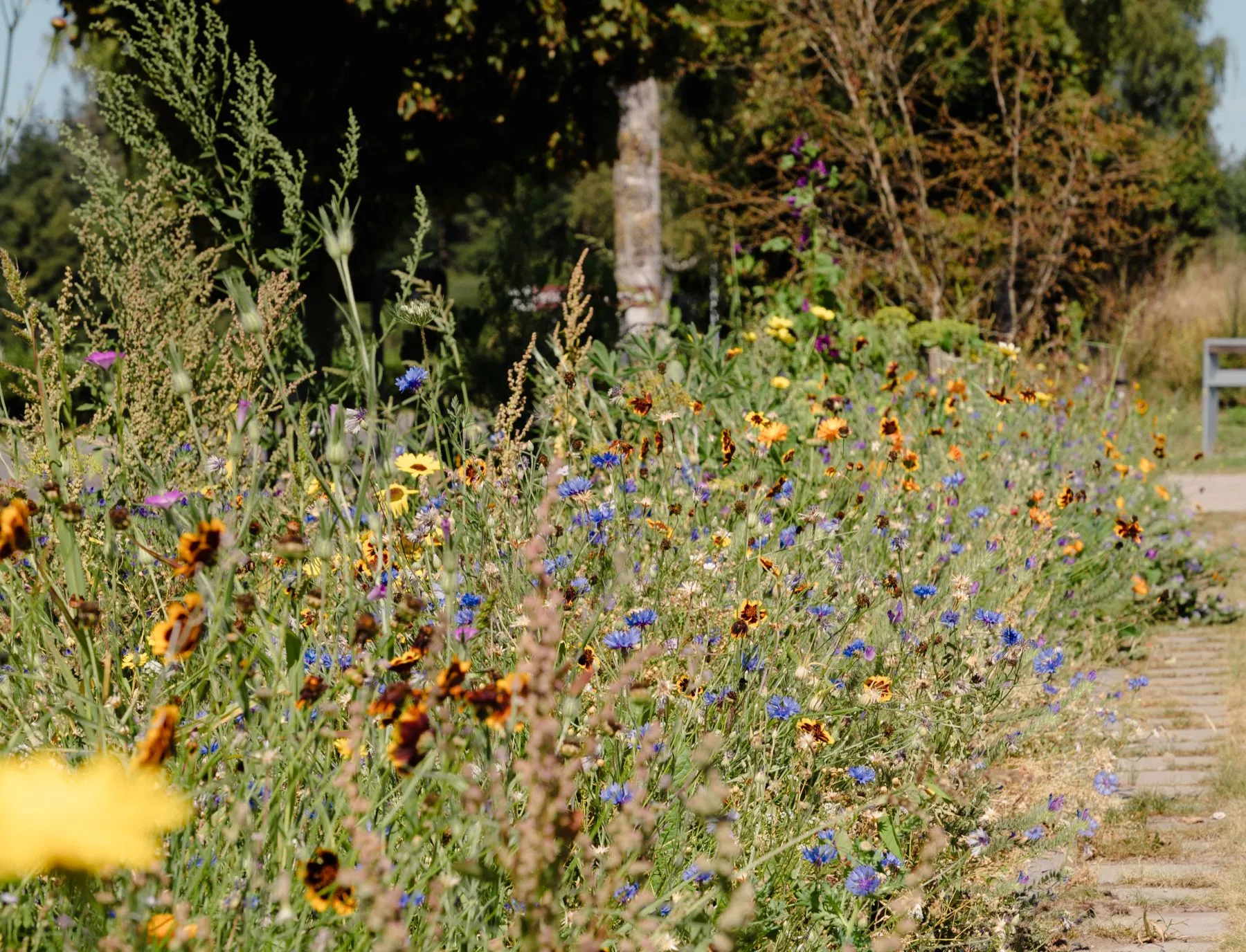Bloemenrijke berm met wilde bloemen langs een wandelpad in natuurgebied Vloethemveld